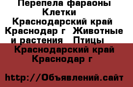 Перепела фараоны.Клетки. - Краснодарский край, Краснодар г. Животные и растения » Птицы   . Краснодарский край,Краснодар г.